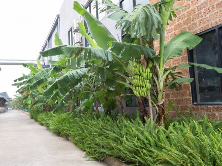 Bố chồng tặng cây chuối dặn trồng trước nhà, không nghe tôi đem trồng sau nhà, nghe ông giải thích liền nhổ ngay-2