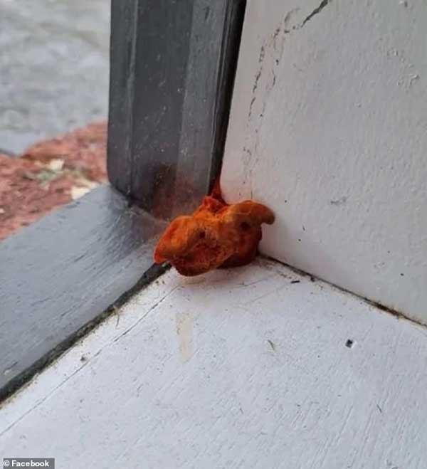 Thấy vật thể lạ trông như quái vật mọc ra từ cửa sổ phòng trọ, người phụ nữ sợ hãi hỏi dân mạng rồi kinh ngạc với câu trả lời-1