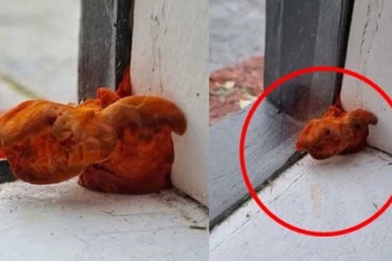 Thấy vật thể lạ trông như 