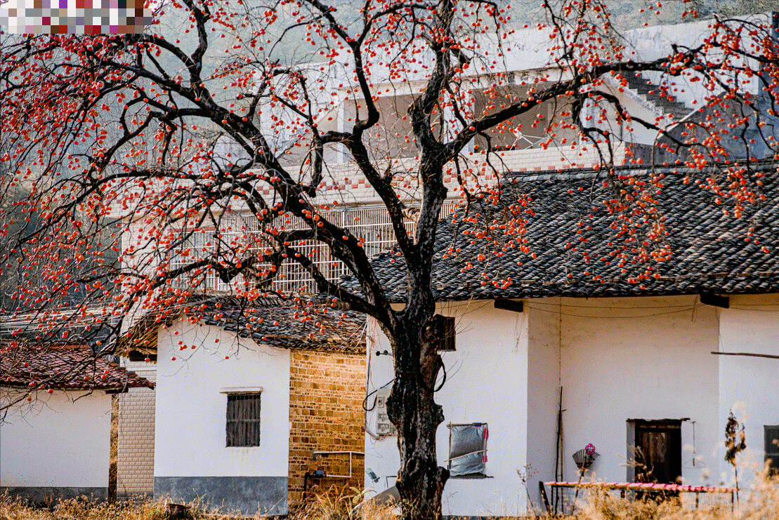 Người xưa nói: Trong sân không cây, gia đình bớt lộc, 7 cây nên trồng để rước tài, chiêu an-5