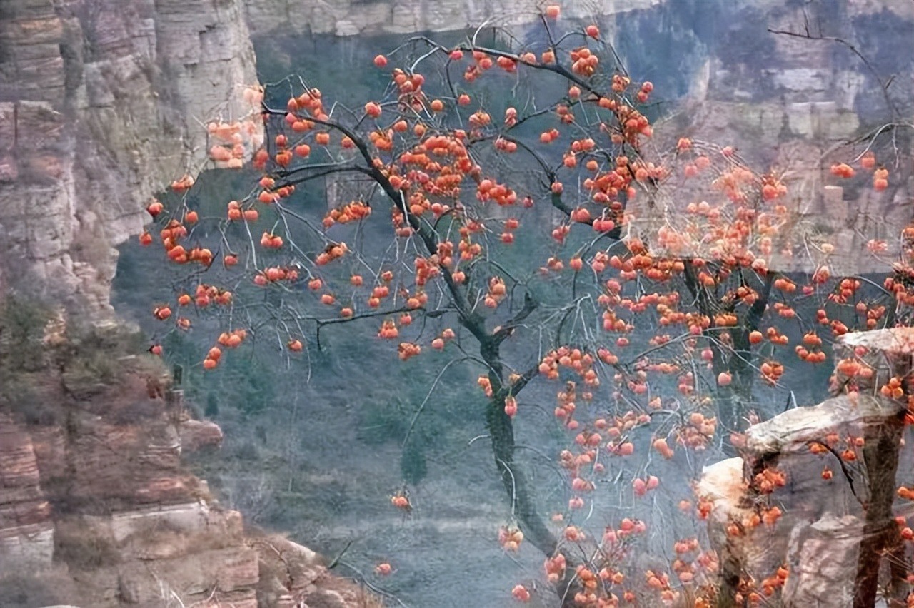 Người xưa nói: Trong sân không cây, gia đình bớt lộc, 7 cây nên trồng để rước tài, chiêu an-6