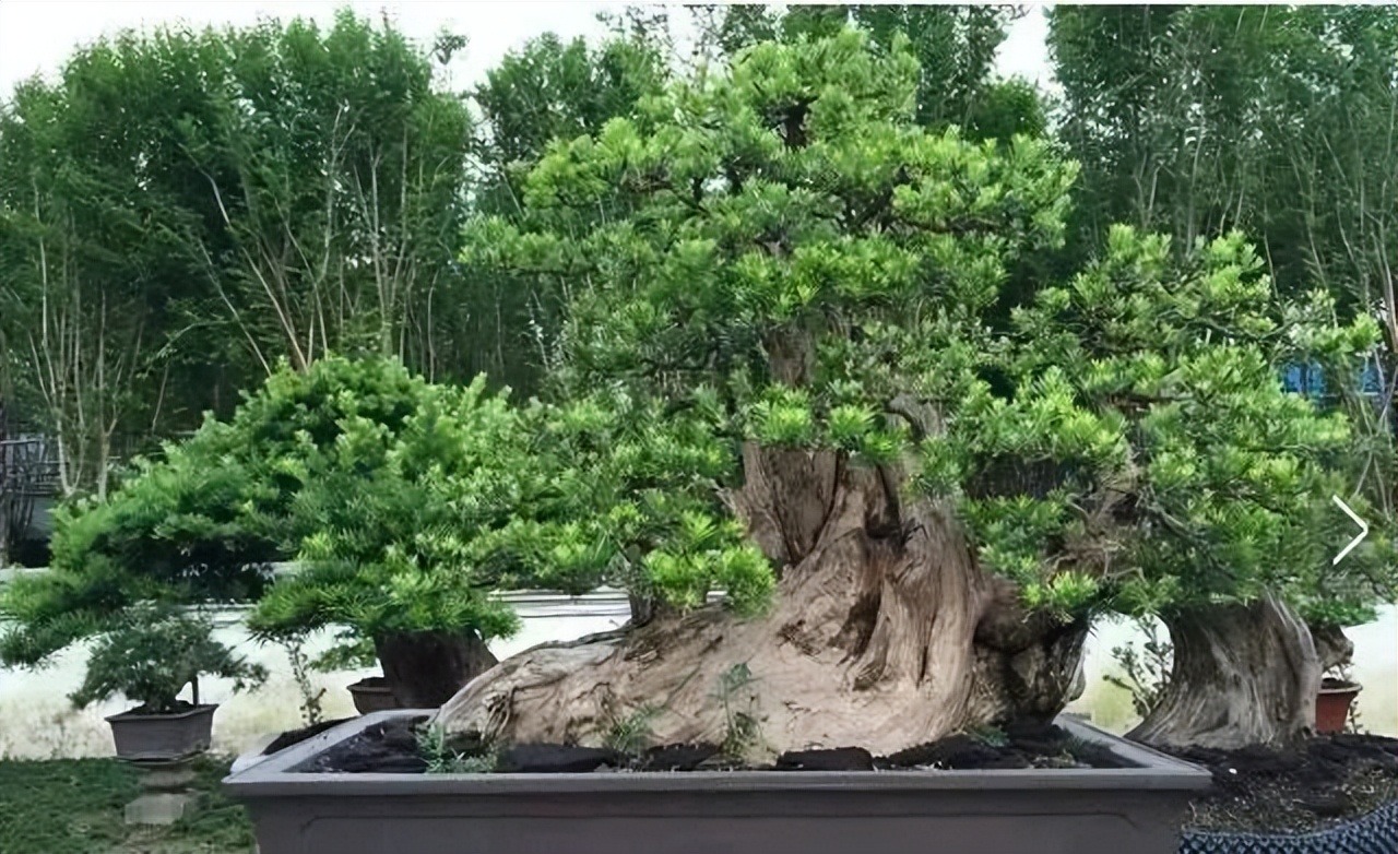 Người xưa nói: Trong sân không cây, gia đình bớt lộc, 7 cây nên trồng để rước tài, chiêu an-7