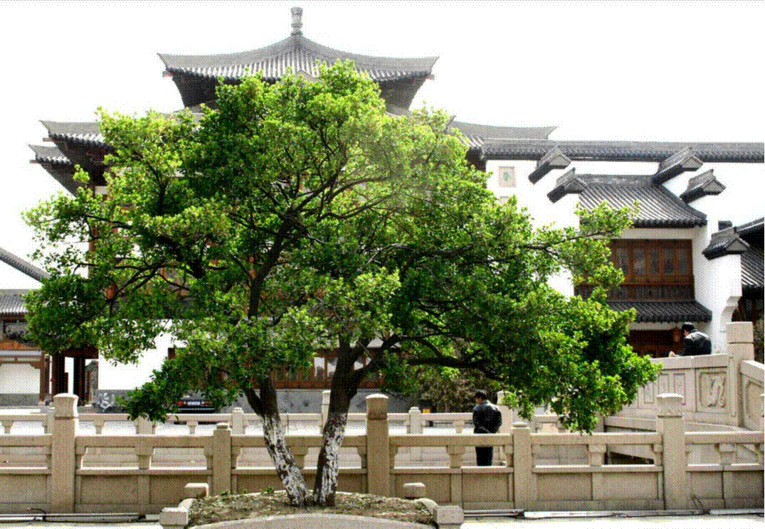 Người xưa nói: Trong sân không cây, gia đình bớt lộc, 7 cây nên trồng để rước tài, chiêu an-9