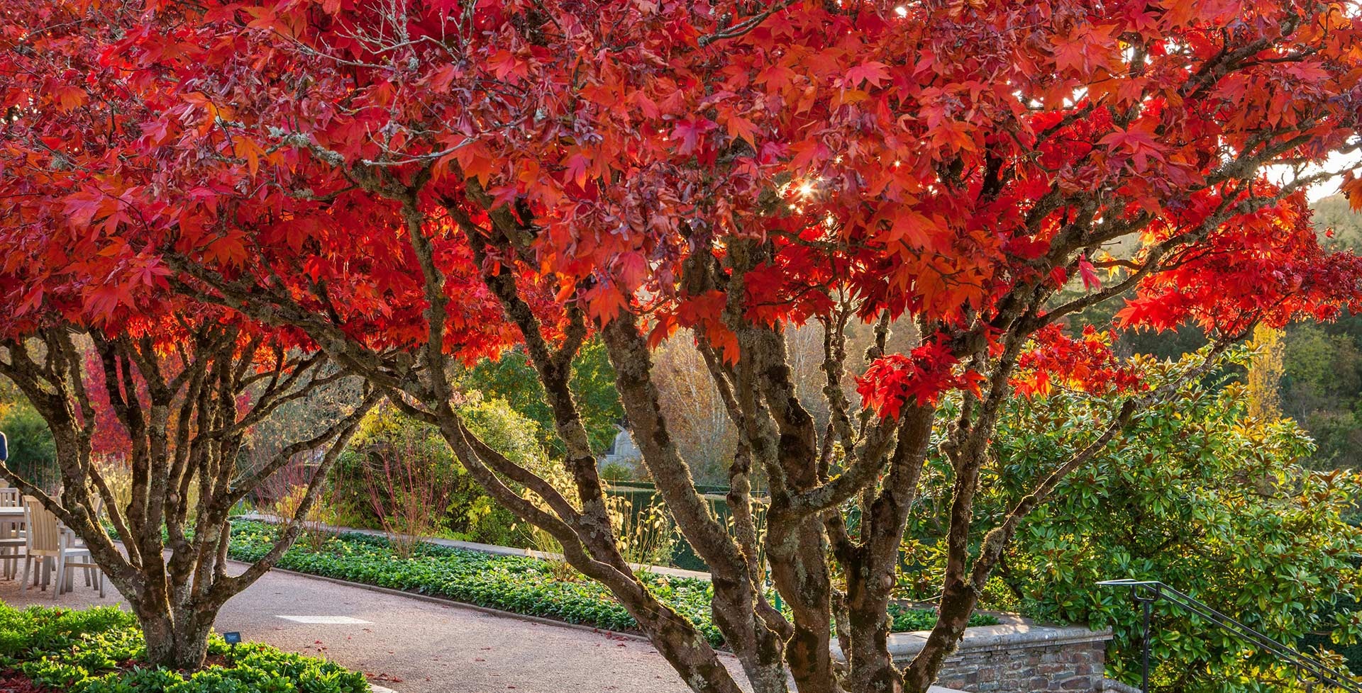 Người xưa nói: Trong sân không cây, gia đình bớt lộc, 7 cây nên trồng để rước tài, chiêu an-10