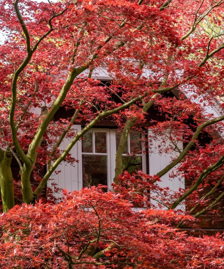 Người xưa nói: Trong sân không cây, gia đình bớt lộc, 7 cây nên trồng để rước tài, chiêu an-11