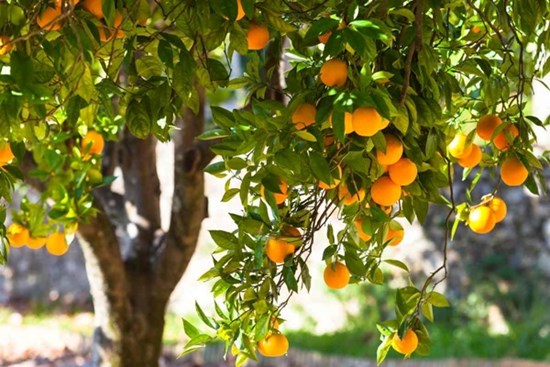 Người xưa nói: