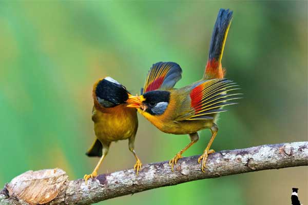 Tử vi ngày 11/10/2023: Tuổi Ngọ vận trình khởi sắc, tuổi Dậu an phận thủ thường-4