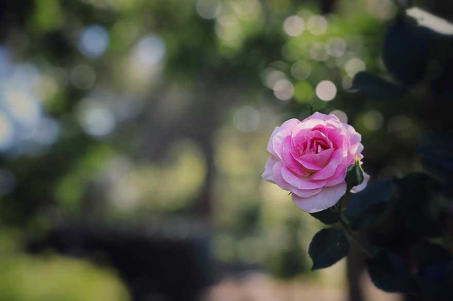 Tử vi ngày 11/10/2023: Tuổi Ngọ vận trình khởi sắc, tuổi Dậu an phận thủ thường-1