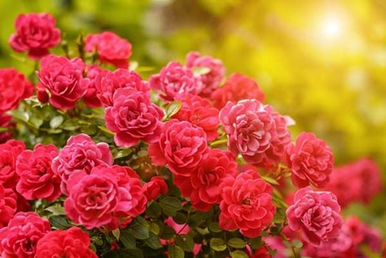 Tử vi ngày 11/10/2023: Tuổi Ngọ vận trình khởi sắc, tuổi Dậu an phận thủ thường