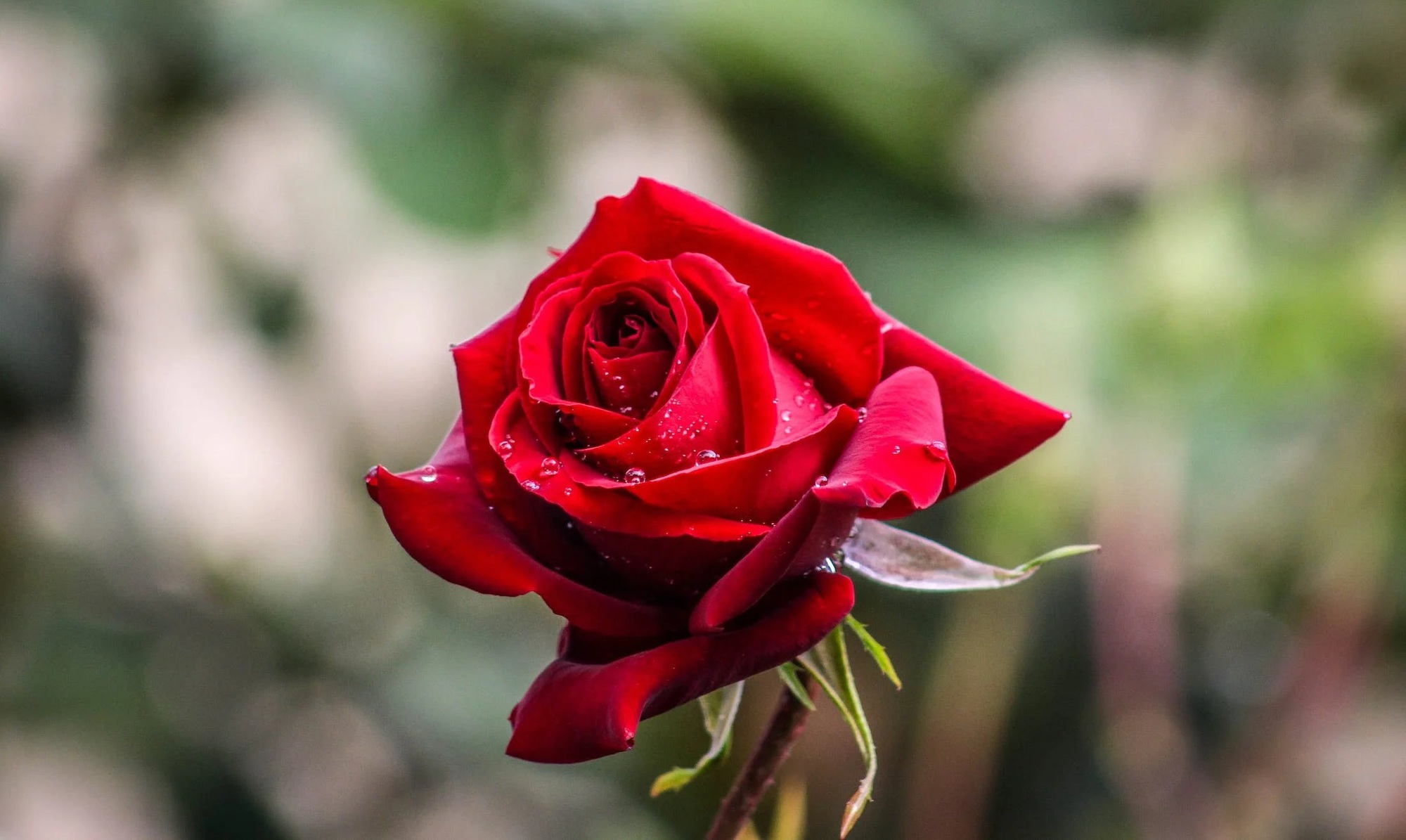 Tháng 10 no ấm: Người sinh vào 6 ngày Âm lịch này chứng tỏ thực lực, tiền tài phơi phới-2