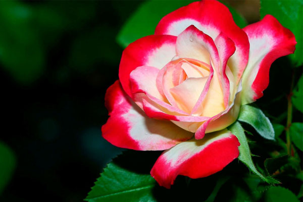 Phước lành hội tụ: 3 con giáp có tố chất lãnh đạo, được lòng người, tháng 10 thành công rực rỡ-4