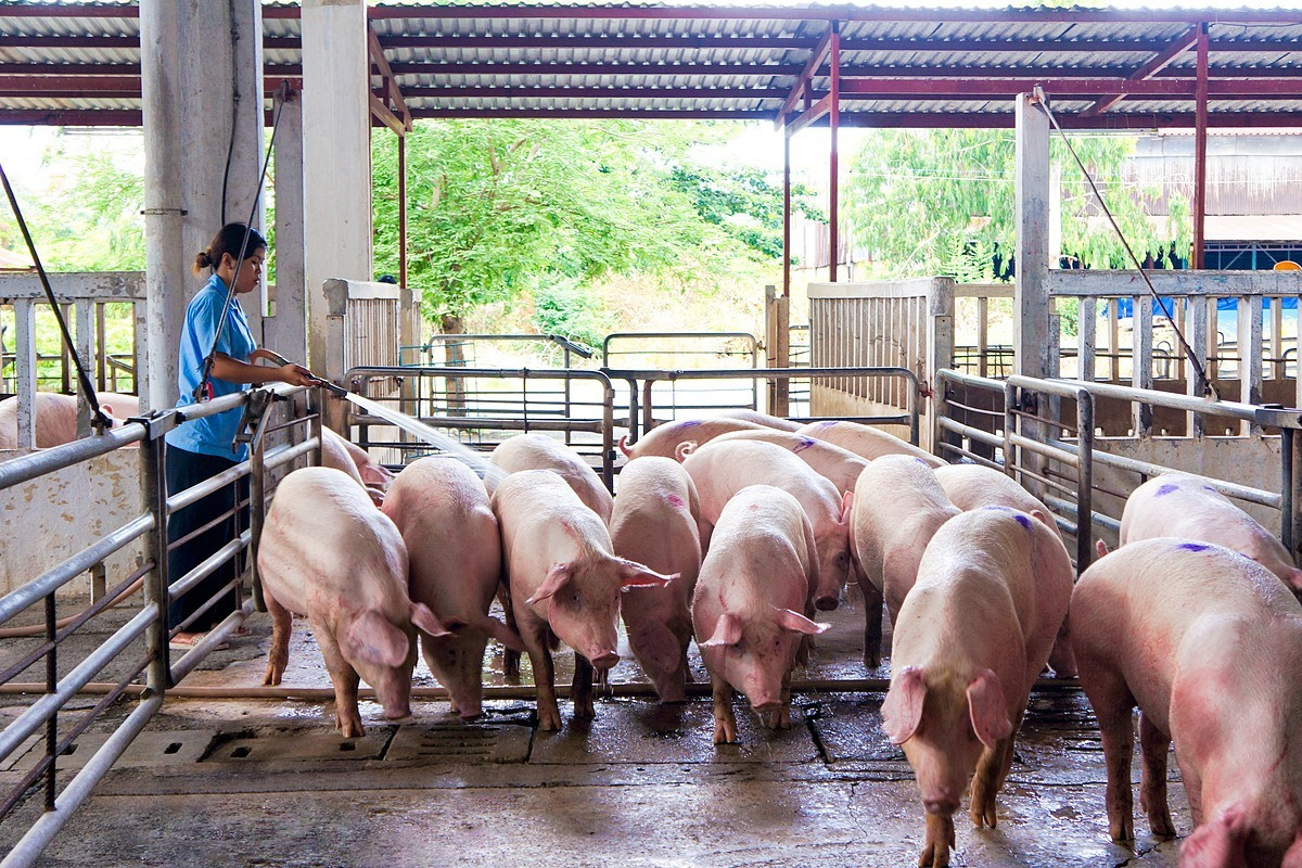 Nhiều trang trại phải bán lợn hơi dưới 50.000 đồng/kg, người nuôi lỗ nặng-2