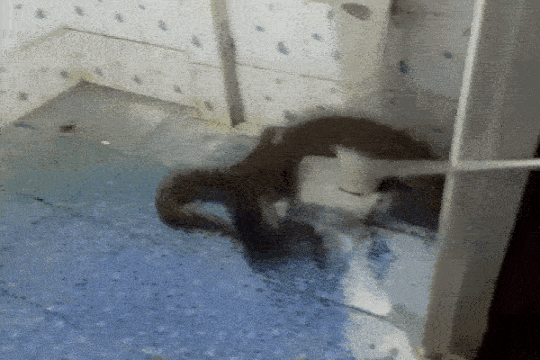 Người phụ nữ bàng hoàng phát hiện trăn 'khủng' ẩn nấp trong nhà tắm