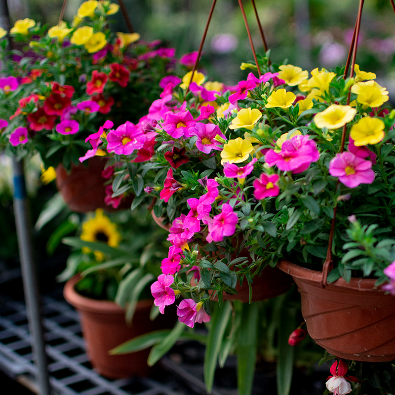 Đừng mua cây cảnh này trong mùa thu, hoa càng ngày càng nhỏ, khó sống sót-3