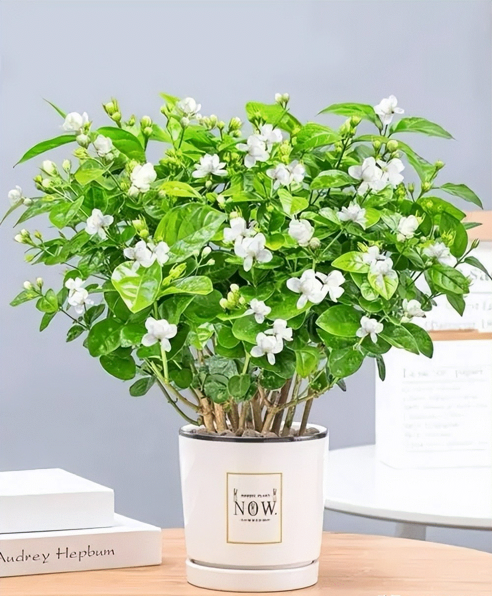 Đừng mua cây cảnh này trong mùa thu, hoa càng ngày càng nhỏ, khó sống sót-4