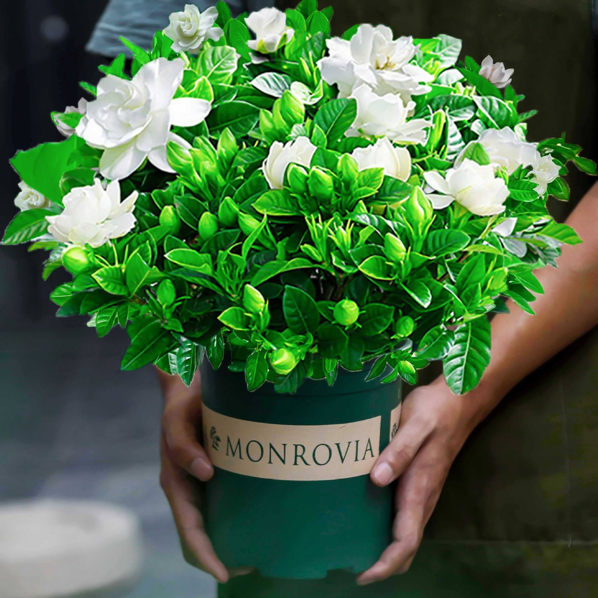 Đừng mua cây cảnh này trong mùa thu, hoa càng ngày càng nhỏ, khó sống sót-5