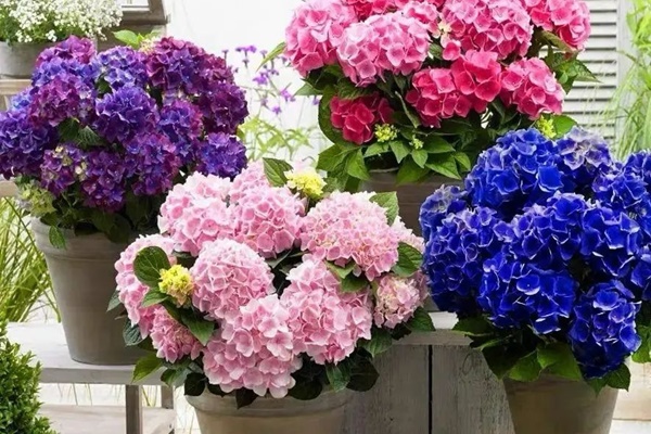 Nghe tên cây cảnh đã thấy tiền bạc, lộc lá, trồng trong nhà xanh tươi rực rỡ, gia chủ làm ăn phát đạt-9