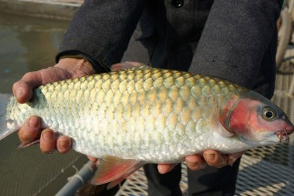 Liên tiếp phá đỉnh của năm, giá vàng SJC vượt 70 triệu đồng/lượng-2