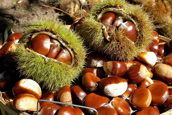 Vua của các loại quả khô ăn sống bổ thận, ăn chín bổ tỳ, còn là khắc tinh của ung thư, giảm cholesterol hiệu quả-1