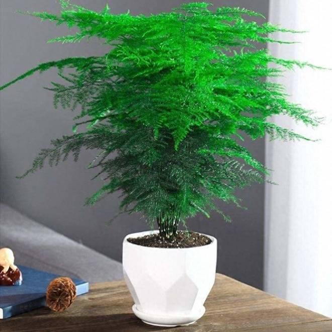 Nhà tối đến mấy cũng trồng được 7 cây tài lộc” này, càng trong tối cây càng phát triển sum suê-2