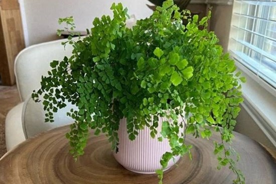 Nhà tối đến mấy cũng trồng được 7 cây “tài lộc” này, càng trong tối cây càng phát triển sum suê