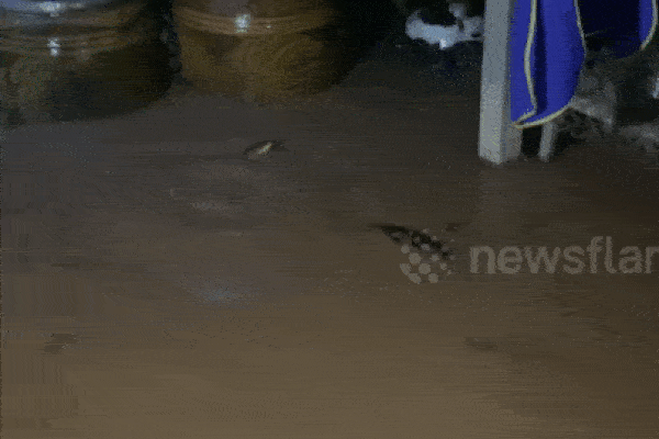 Kinh hãi cảnh trăn 'khủng' bơi tung tăng trong khu nhà ở ngập nước