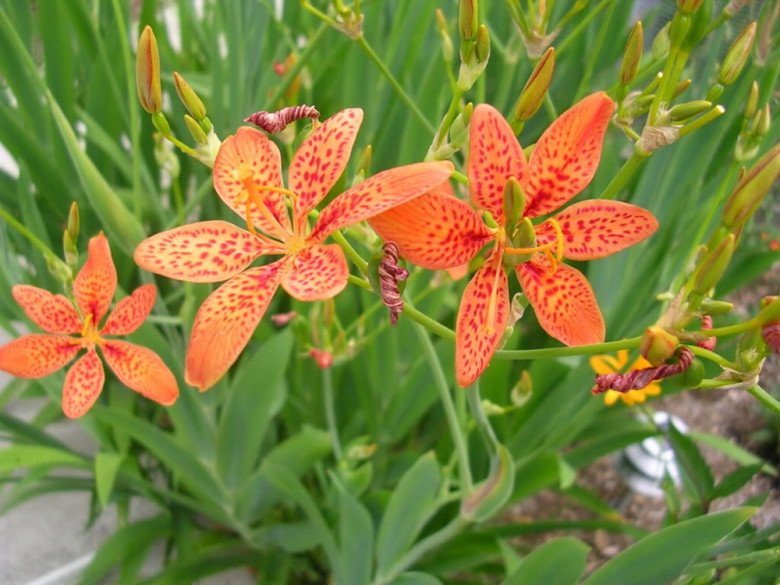 Loại cây thấy đầy ngoài đường, không ngờ trồng trong nhà vừa nở hoa đẹp vừa là thuốc chữa ho cực tốt-2