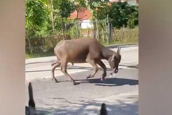 Người Việt ở Israel chia sẻ tình hình hiện tại: Cố gắng tiếp tục cuộc sống như thường ngày để các con không cảm thấy bất an-3