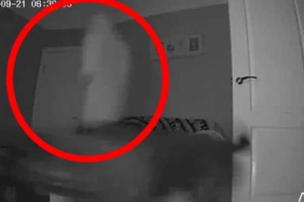 Trend phẫu thuật tai Mickey cho chó mèo giá 1 tỷ đồng bị chỉ trích là tàn nhẫn-3