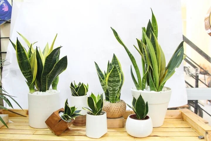 Cây lưỡi hổ nên trồng trong chậu to hay chậu nhỏ?-2