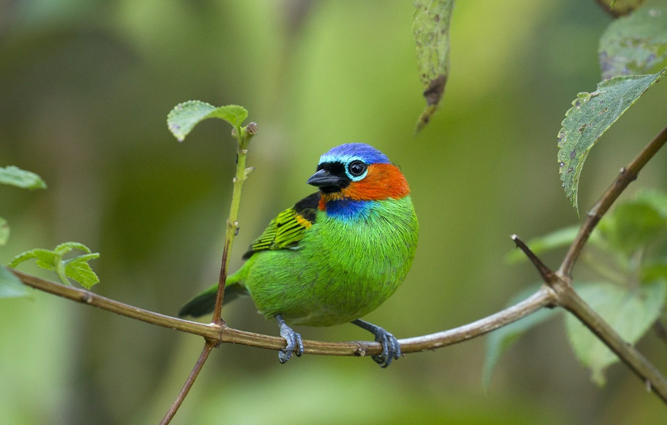 Tháng 10, 4 con giáp đón phước lành, sự nghiệp tốt, thu nhập tăng, trút bỏ mọi âu lo-1