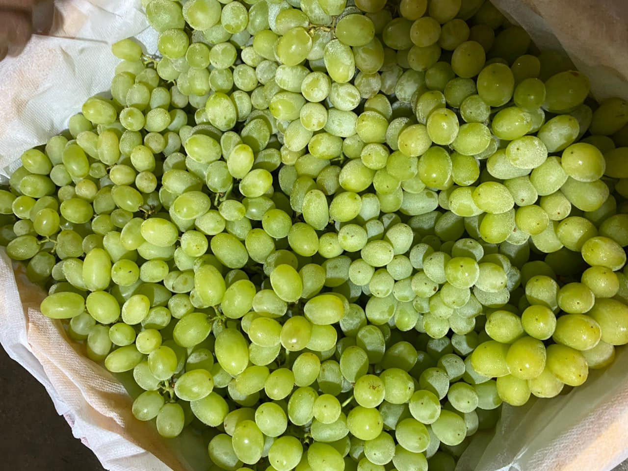 Nho Trung Quốc giá 20.000 đồng/kg tràn ngập chợ-3