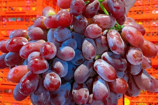 Nho Trung Quốc giá 20.000 đồng/kg tràn ngập chợ