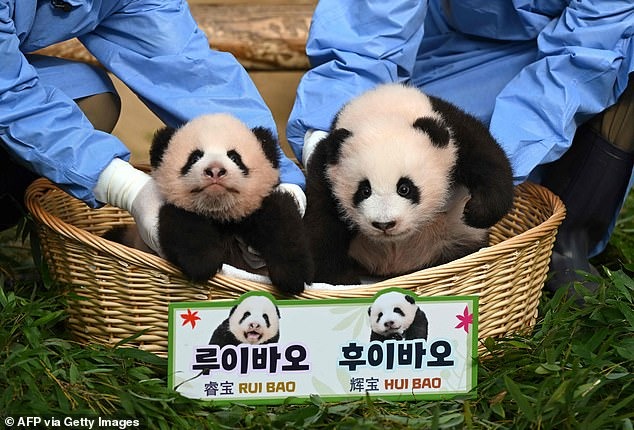 Cặp gấu trúc song sinh cưng xỉu vừa chào đời đã nổi tiếng khắp Hàn Quốc, được 500.000 người tham gia đặt tên-4