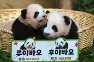 Cặp gấu trúc song sinh 'cưng xỉu' vừa chào đời đã nổi tiếng khắp Hàn Quốc, được 500.000 người tham gia đặt tên