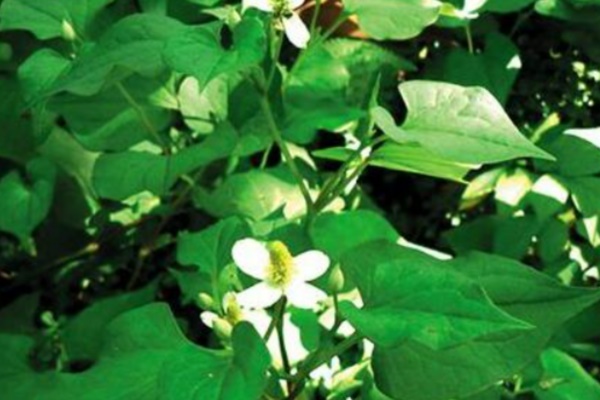 Loại rau rẻ tiền là thuốc bổ phổi cực tốt nhưng nhiều người lãng quên-1