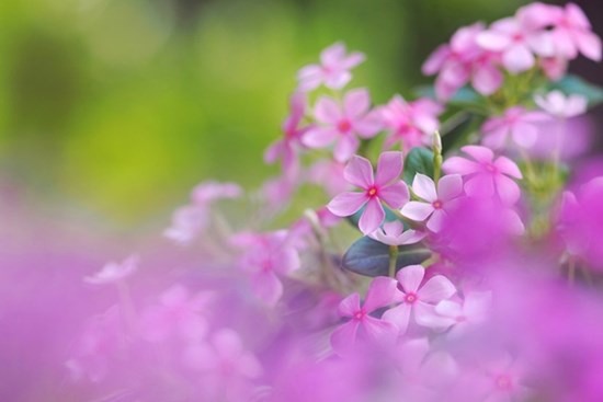 Tử vi ngày 16/10/2023: Tuổi Ngọ bước tiến đáng mừng, tuổi Dậu tiền bạc dư dả