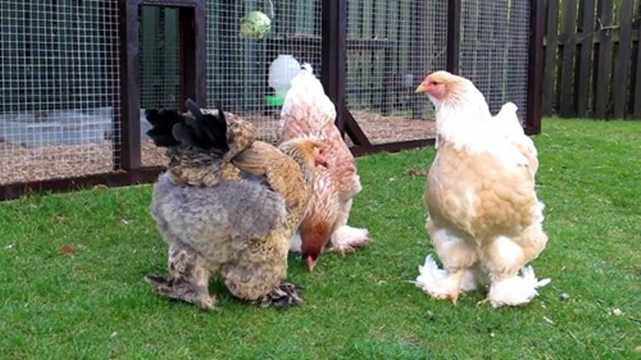 Cận cảnh gà khổng lồ nặng 20kg, thoạt nhìn giống chó ngao mà giá tận 35 triệu đồng-2