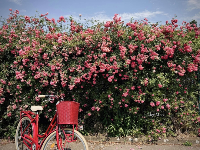 Khu vườn cổ tích của vợ chồng Việt sống tại Berlin: Chi 1 tỷ để hoàn thiện, quanh năm đủ loại hoa trái ăn không hết-8