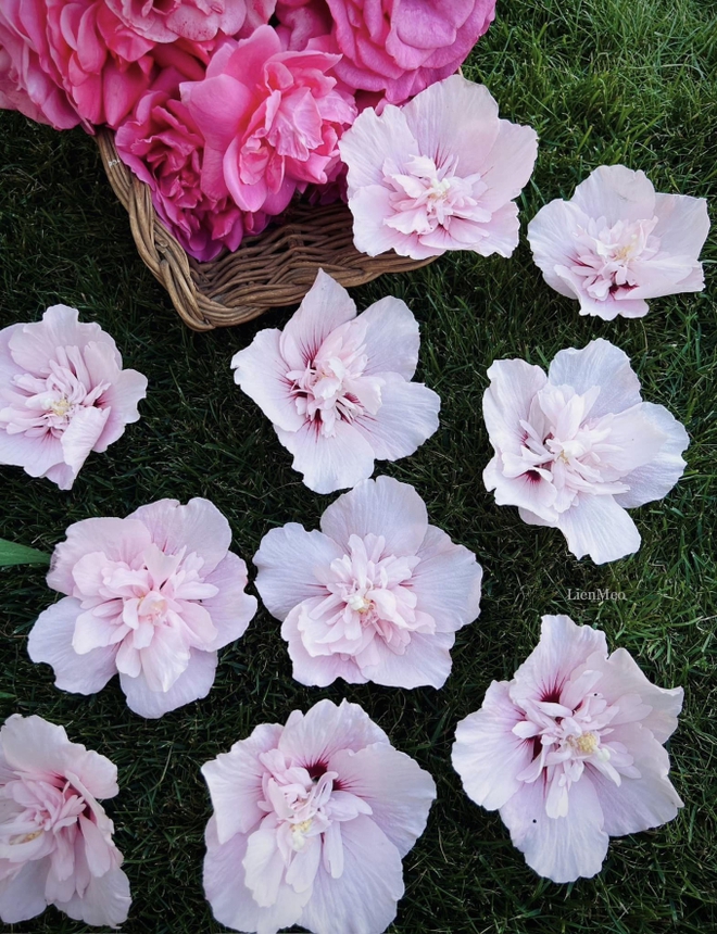 Khu vườn cổ tích của vợ chồng Việt sống tại Berlin: Chi 1 tỷ để hoàn thiện, quanh năm đủ loại hoa trái ăn không hết-14