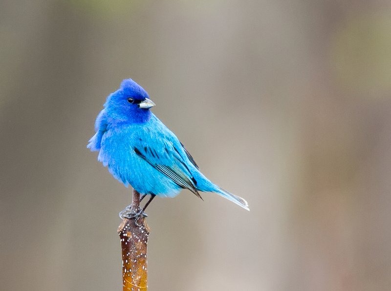 Khởi nghiệp suôn sẻ: 3 con giáp gặp nhiều may mắn, tràn ngập niềm vui trong tháng 10, tháng 11-1