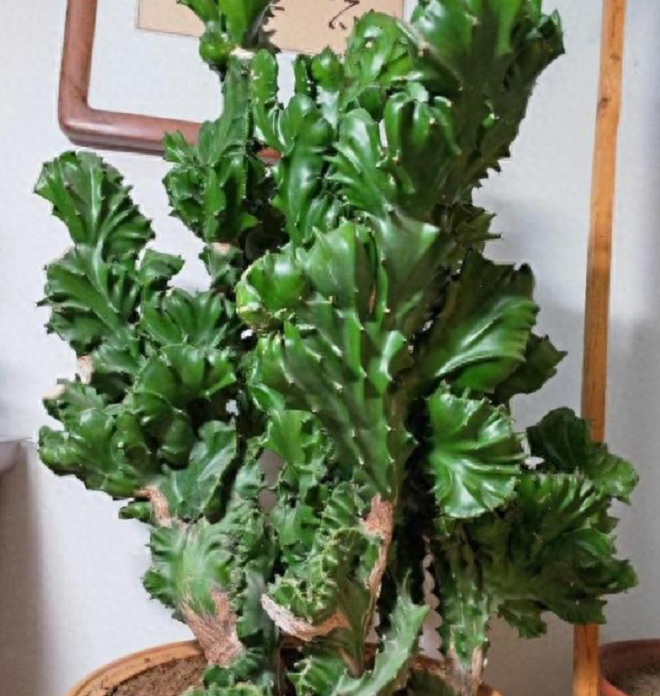 Trong nhà có 2 cây bùa hộ mệnh” này, không giàu sang phú quý cũng bình an hạnh phúc-1