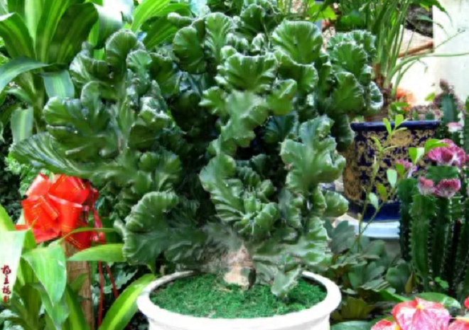 Trong nhà có 2 cây bùa hộ mệnh” này, không giàu sang phú quý cũng bình an hạnh phúc-2