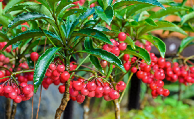 Trong nhà có 2 cây bùa hộ mệnh” này, không giàu sang phú quý cũng bình an hạnh phúc-3