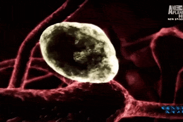 Hàng loạt người mất mạng vì sinh vật ăn não ở suối nước nóng, chúng là quái vật gì mà gớm ghiếc đến thế?-2