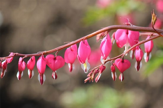 Vượt vũ môn thành công: Người sinh vào 4 ngày Âm lịch này tự tay lập nghiệp, hậu vận tiền bạc dư dả