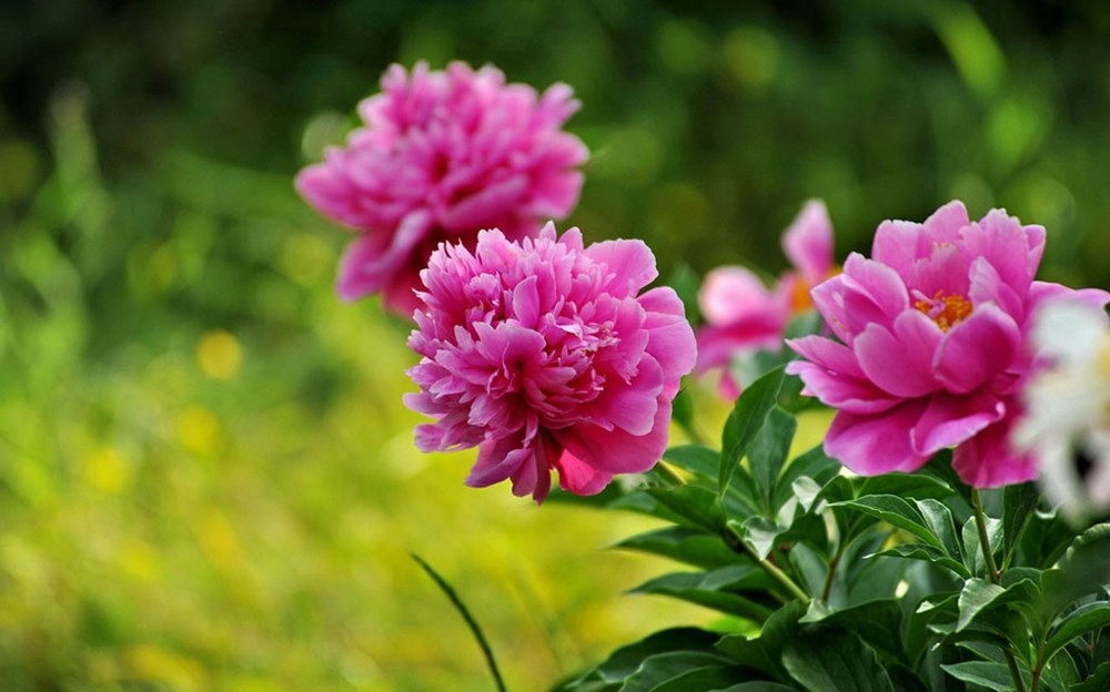 Đắc lộc đắc tài: 3 con giáp có chiến lược khôn ngoan, từng bước vươn lên cuối tháng 10-2