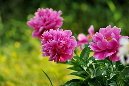 Đắc lộc đắc tài: 3 con giáp có chiến lược khôn ngoan, từng bước vươn lên cuối tháng 10