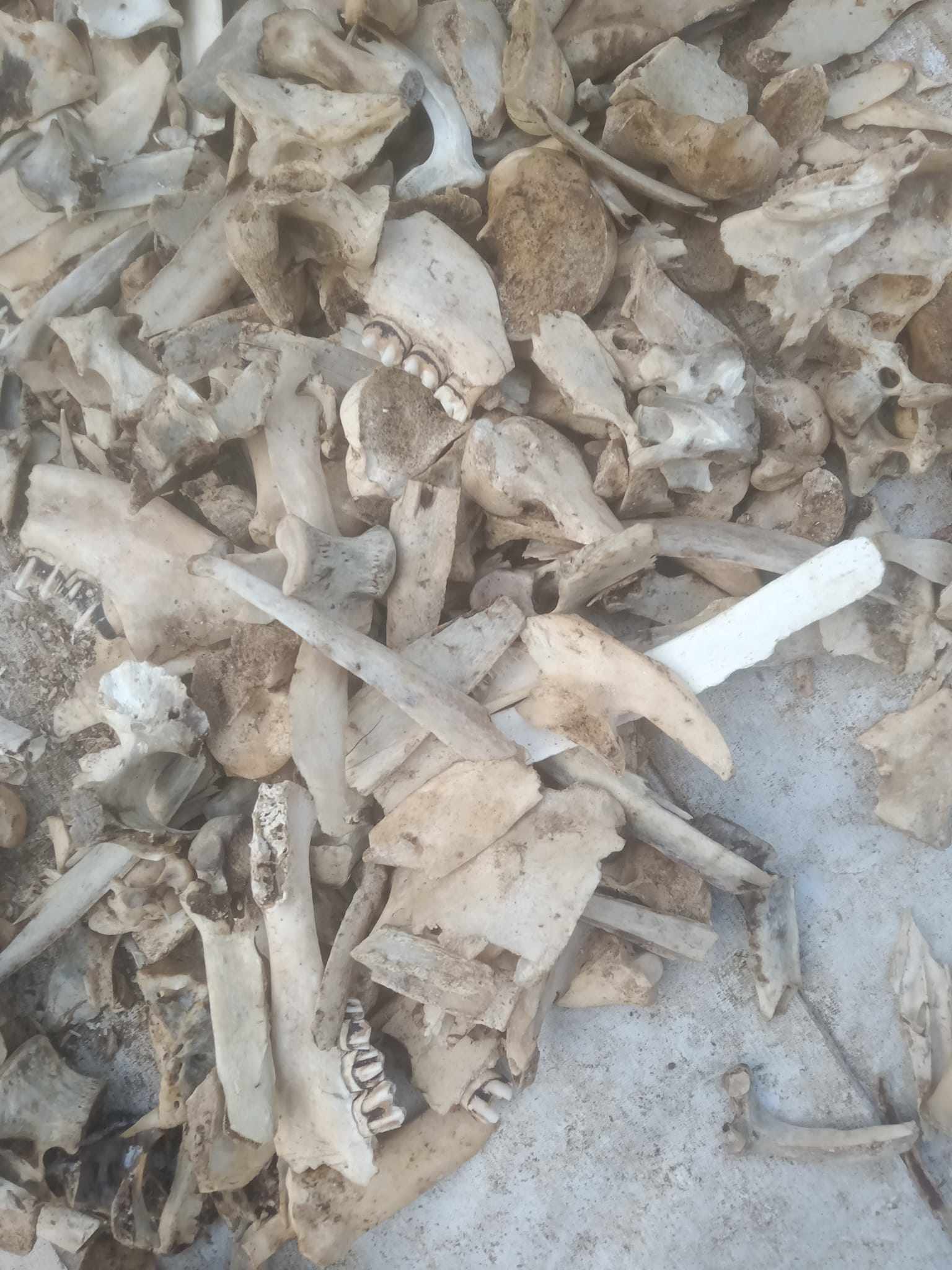 Bất ngờ xương lợn, gà… được thu mua, dân buôn lùng mua từng cân-3