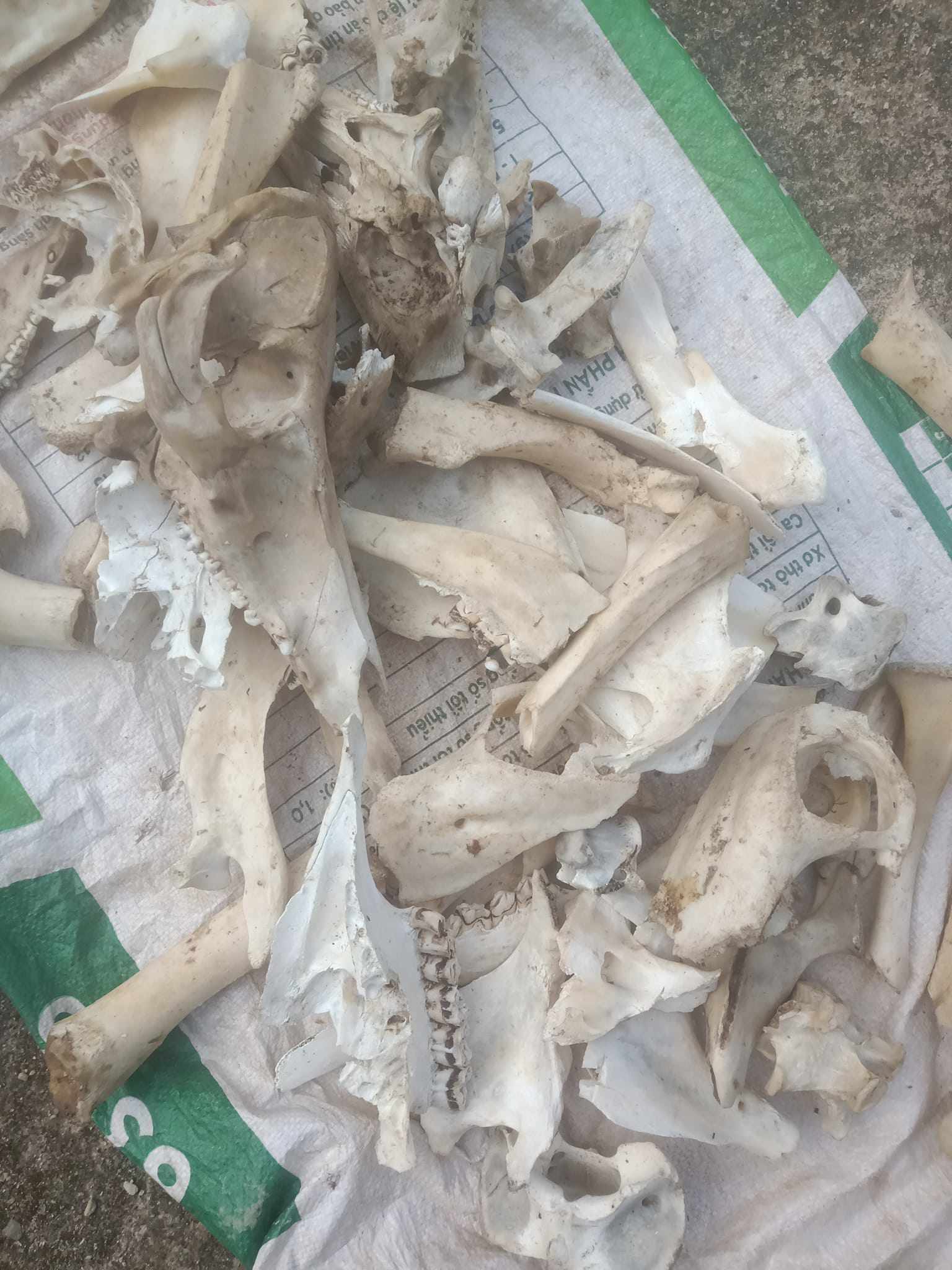 Bất ngờ xương lợn, gà… được thu mua, dân buôn lùng mua từng cân-1